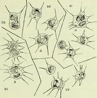 An illustration from Archives des sciences physiques et naturelles (1919)