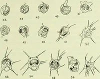 An illustration from Archives des sciences physiques et naturelles (1919)