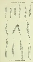 An illustration from Archives des sciences physiques et naturelles (1919)