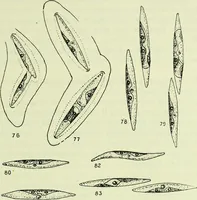 An illustration from Archives des sciences physiques et naturelles (1919)