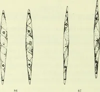 An illustration from Archives des sciences physiques et naturelles (1919)