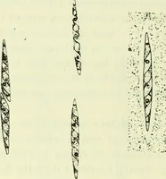 Picture 60 of 83 from Archives des sciences physiques et naturelles (1919), leaf 481