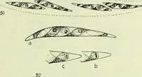 An illustration from Archives des sciences physiques et naturelles (1919)
