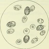 Picture 62 of 83 from Archives des sciences physiques et naturelles (1919), leaf 483
