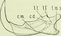 An illustration from Archives des sciences physiques et naturelles (1919)