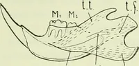 An illustration from Archives des sciences physiques et naturelles (1919)