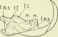 An illustration from Archives des sciences physiques et naturelles (1919)
