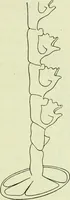 Picture 80 of 83 from Archives des sciences physiques et naturelles (1919), leaf 728