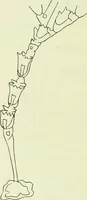 Picture 81 of 83 from Archives des sciences physiques et naturelles (1919), leaf 729