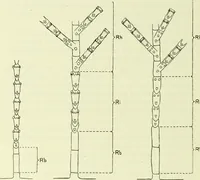 Picture 82 of 83 from Archives des sciences physiques et naturelles (1919), leaf 731