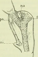 Picture 83 of 83 from Archives des sciences physiques et naturelles (1919), leaf 732