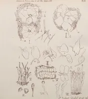 An illustration from Archives des sciences physiques et naturelles (1878)