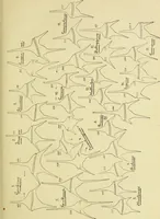 Picture 10 of 41 from Archives des sciences physiques et naturelles (1896), leaf 366