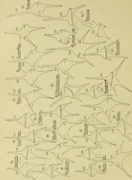 Picture 11 of 41 from Archives des sciences physiques et naturelles (1896), leaf 367