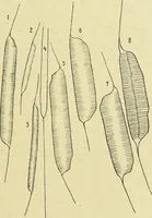 An illustration from Archives des sciences physiques et naturelles (1896)