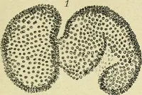 An illustration from Archives des sciences physiques et naturelles (1896)