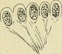 An illustration from Archives des sciences physiques et naturelles (1896)