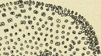 An illustration from Archives des sciences physiques et naturelles (1896)