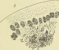 An illustration from Archives des sciences physiques et naturelles (1896)