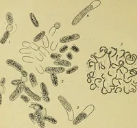 An illustration from Archives des sciences physiques et naturelles (1896)