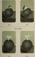 Picture 6 of 7 from Archives des sciences physiques et naturelles (1878), leaf 584