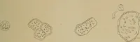 An illustration from Archives des sciences physiques et naturelles (1878)