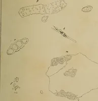 An illustration from Archives des sciences physiques et naturelles (1878)