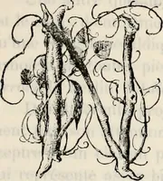 An illustration from Archives héraldiques suisses. Schweizer archiv für heraldik (1887)