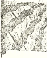 An illustration from Archives héraldiques suisses. Schweizer archiv für heraldik (1887)