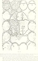 An illustration from Archives héraldiques suisses. Schweizer archiv für heraldik (1887)