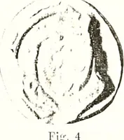 An illustration from Archives héraldiques suisses. Schweizer archiv für heraldik (1887)