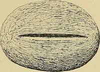 An illustration from Archæology and false antiquities (1906)