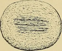 An illustration from Archæology and false antiquities (1906)