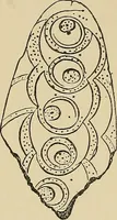 An illustration from Archæology and false antiquities (1906)