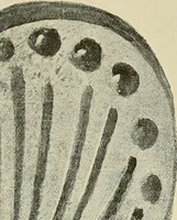 An illustration from Archæology and false antiquities (1906)