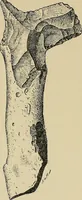 An illustration from Archæology and false antiquities (1906)