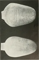 An illustration from Areika (1909)