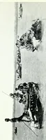An illustration from Argonauts of the western Pacific; an account of native enterprise and adventure in the Archipelagoes of Melanesian New Guinea. With a pref. by Sir James George Frazer (1922)
