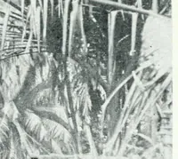 An illustration from Argonauts of the western Pacific; an account of native enterprise and adventure in the Archipelagoes of Melanesian New Guinea. With a pref. by Sir James George Frazer (1922)