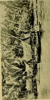 An illustration from Argonauts of the western Pacific; an account of native enterprise and adventure in the archipelagoes of Melanesian New Guinea (1922)