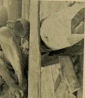 Picture 63 of 80 from Argonauts of the western Pacific; an account of native enterprise and adventure in the archipelagoes of Melanesian New Guinea (1922), leaf 452