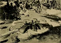 Picture 73 of 80 from Argonauts of the western Pacific; an account of native enterprise and adventure in the archipelagoes of Melanesian New Guinea (1922), leaf 496