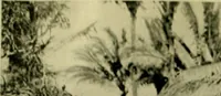An illustration from Argonauts of the western Pacific; an account of native enterprise and adventure in the archipelagoes of Melanesian New Guinea (1922)