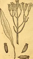 Picture 10 of 29 from Aromatum, et simplicium aliquot medicamentorum apud Indos nascentium historia : ante biennium quidem Lusitanica lingua per dialogos conscripta (1567), leaf 105