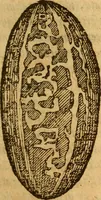 Picture 13 of 29 from Aromatum, et simplicium aliquot medicamentorum apud Indos nascentium historia : ante biennium quidem Lusitanica lingua per dialogos conscripta (1567), leaf 122