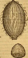 Picture 14 of 29 from Aromatum, et simplicium aliquot medicamentorum apud Indos nascentium historia : ante biennium quidem Lusitanica lingua per dialogos conscripta (1567), leaf 122