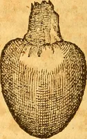 Picture 16 of 29 from Aromatum, et simplicium aliquot medicamentorum apud Indos nascentium historia : ante biennium quidem Lusitanica lingua per dialogos conscripta (1567), leaf 143