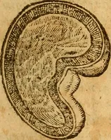 An illustration from Aromatum, et simplicium aliquot medicamentorum apud Indos nascentium historia : ante biennium quidem Lusitanica lingua per dialogos conscripta (1567)