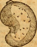 Picture 18 of 29 from Aromatum, et simplicium aliquot medicamentorum apud Indos nascentium historia : ante biennium quidem Lusitanica lingua per dialogos conscripta (1567), leaf 144