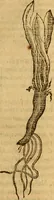 An illustration from Aromatum, et simplicium aliquot medicamentorum apud Indos nascentium historia : ante biennium quidem Lusitanica lingua per dialogos conscripta (1567)